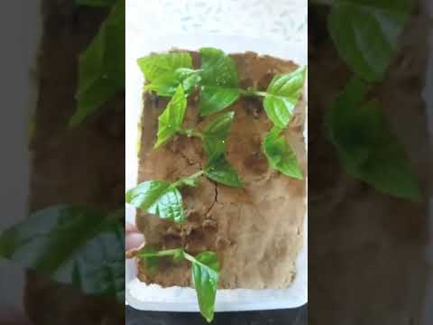 Видео: Раннее весеннее черенкование гортензии зелёными черенками дома. Февраль.