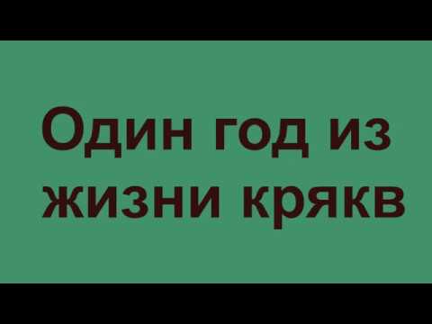 Видео: Один год из жизни крякв: Перелётные утки