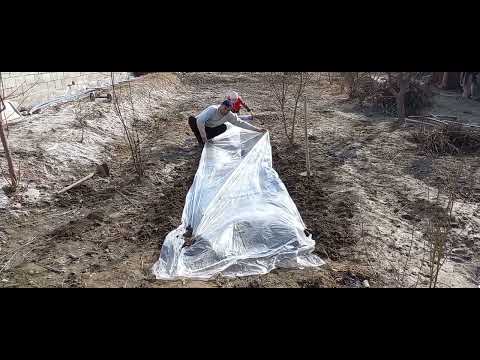 Видео: 2022 йил Уй шаройитида тарвуз экиш жараёни. (Арбуз)