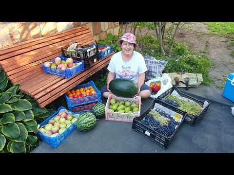Видео: Арбуз Шуга Деликата  2021