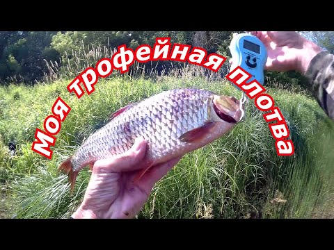 Видео: плотва моя трофейная ловля в проводку на пшеницу голавль