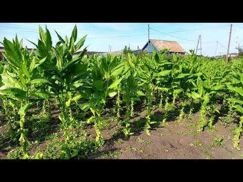 Видео: Верхний лист Табака, как быстро убрать и высушить.