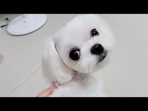 Видео: Что делает милая собака, когда она обижается на хозяина