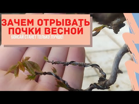 Видео: Влияние почек на рост и развитие бонсай. Важность выбора почек весной у бонсай. Что такое Metsumi