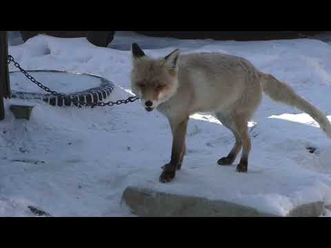 Видео: Воронилка с Валберис- "Ballistol" гоДнота или гоВнота?