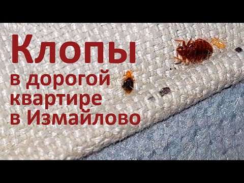 Видео: Как спасти от клопов роскошную квартиру в Измайлово