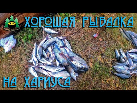 Видео: Хорошая рыбалка на хариуса