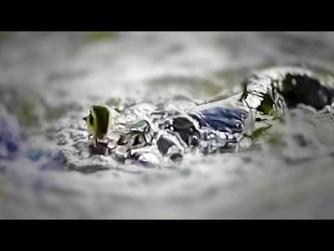 Видео: утенка съела рыба, ужасный хищник птиц