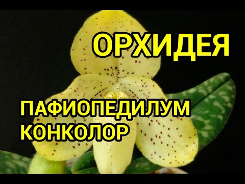 Видео: Пафиопедилум Конколор (Paphiopedilum Concolor)