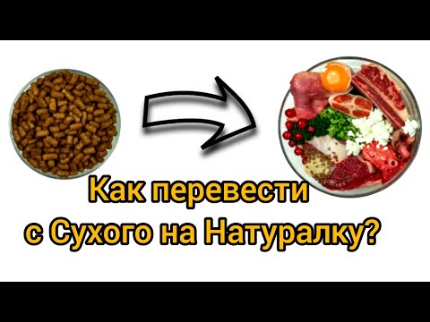 Видео: Как перевести кошку на натуральное видотипичное питание? На питание сырым мясом.