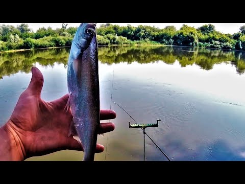 Видео: ЧЕХОНЬ на Дону! Рыбалка в Воронежской области.