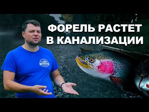 Видео: Форель растет в канализации. Выращивание форели в УЗВ