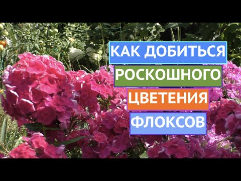 Видео: МОЙ СЕКРЕТ ПЫШНОГО ЦВЕТЕНИЯ ФЛОКСОВ!