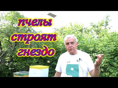 Видео: Пчелы строят гнездо. А с отводком - вопросы