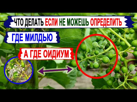 Видео: 🍇 Не МОЖЕШЬ отличить МИЛДЬЮ от ОИДИУМА на винограде. Вот что нужно ДЕЛАТЬ НЕМЕДЛЕННО.