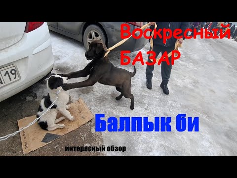 Видео: Балпык би Воскресный базар (19.01.2025г)