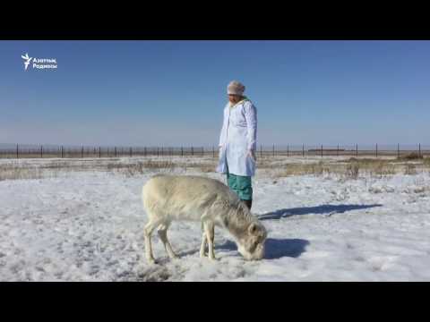 Видео: Асыранды ақбөкен
