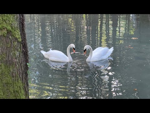 Видео: Сочи. Дендрарий! 25.08.2025