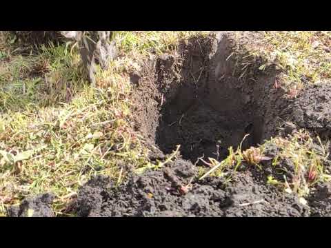 Видео: ВОЗМОЖНОСТИ КАТУШКИ NEL BIG! ЧТО ОНА НАШЛА НА ГЛУБИНЕ БОЛЕЕ ПОЛУМЕТРА! GARRETT ASE 250! МЕТАЛОКОП