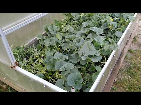 Видео: СИБИРСКАЯ ДЫНЯ// УРОЖАЙ АРБУЗА И ДЫНЬ В СИБИРИ