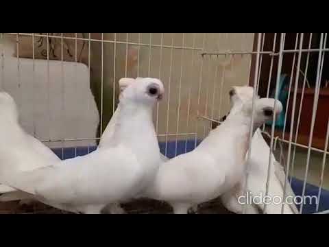 Видео: Орловские белые турманы. Молодежь 2022 года