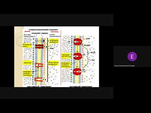 Видео: Биология_НечаеваЕА_3_2