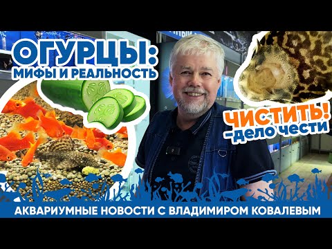 Видео: Новости аквариумного магазина с Владимиром Ковалевым (10.05.2024). Огурцы: мифы и реальность.