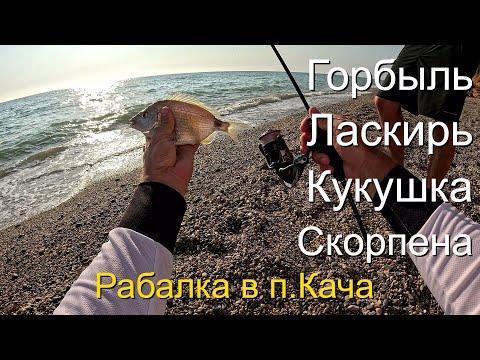 Видео: Горбыль! А также скорпена, ласкирь, кукушка. Рыбалка в п.Кача