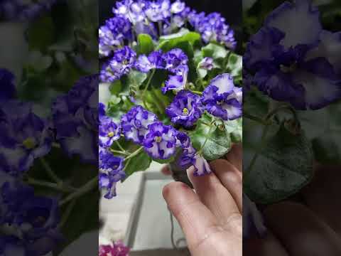 Видео: Работаю с мини-фиалками.Пересадка, переукоренение, посадка🌸🌸🌸#комнатныерастения #plants  #фиалка