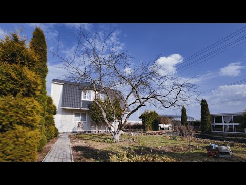 Видео: с чего начать обрезку старой яблони