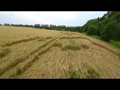 Видео: Ольговские ржаные поля 13.07.2024