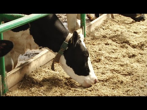 Видео: Проверено на себе. Доярка