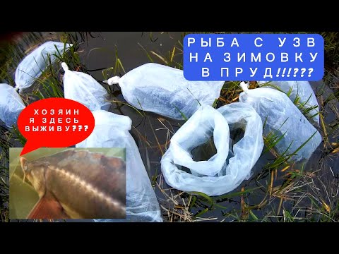 Видео: Зимовка рыбы с УЗВ  в обычном ПРУДУ!!!???