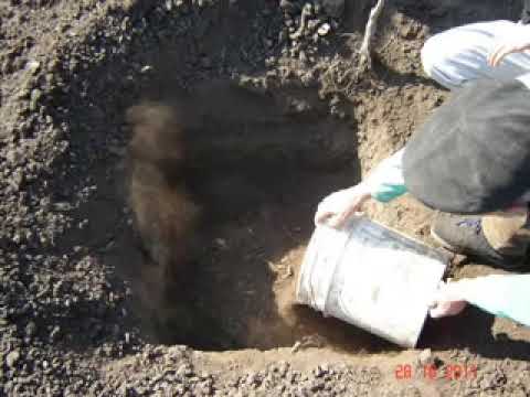 Видео: Правилно засаждане на орех. АББАГРО Сандански