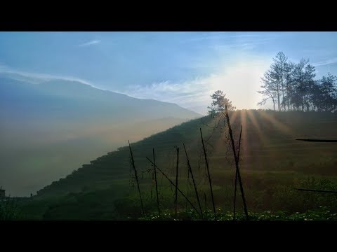 Видео: Дань Цун. Чайная фабрика. Производство улуна | Art of Tea, китайский чай