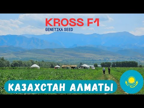 Видео: КАЗАХИСТАН АЛМАТЫ ШАХРИ ДЕХКОНЛАРНИНГ 2025 ЙИЛГИ НАРТИЖАЛАРИ.