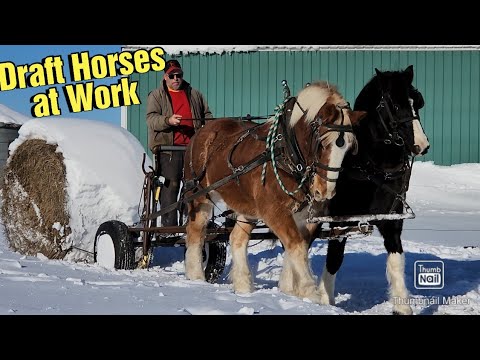 Видео: Перевозка сена тяжеловозными лошадьми с использованием вил для сена. Дрессировка жеребца першерона.