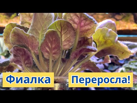 Видео: ФИАЛКИ ПЕРЕРОСЛИ! Что делать? Срочно отсадить!!!