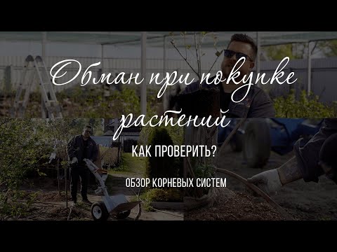 Видео: Закупка растений. Как нас обманывают? Открытая корневая система и закрытая. Отличия и как проверить?