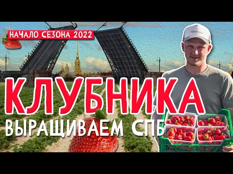 Видео: КЛУБНИКА🍓 как бизнес 2022. Выращиваем и продаем КЛУБНИКУ в СПб. Какие трудности ?