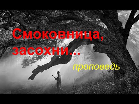 Видео: Смоковница, засохни...