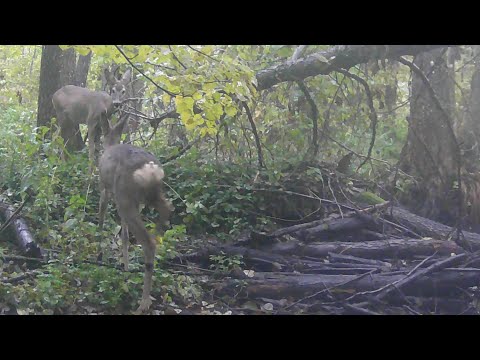 Видео: Дальні рубежі 2025-09-27_2025-10-11