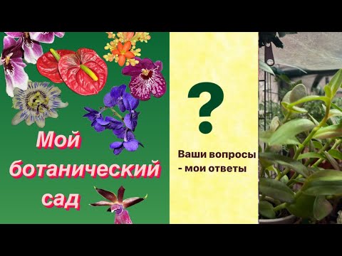 Видео: Вопросы. Ответы.