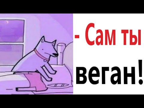 Видео: Смешные видео! КОГДА СОБАКА ВЕГАН. Приколы 2021! Мемы – от Доми шоу!