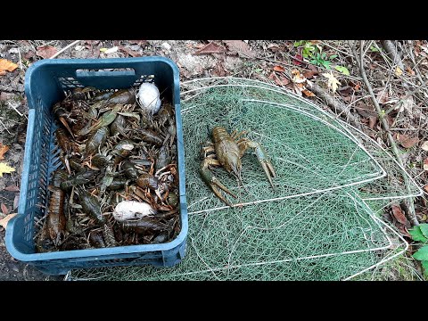 Видео: СУПЕР приманка ДЛЯ ХОЛОДНОЙ ВОДЫ на РАКА. Ловля раков раколовками ДОРОЖКА. Как и на что ловить раков