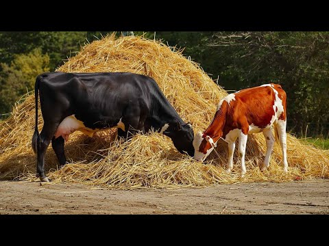 Видео: Ой,що ж це коіться?🤷‍♂️бог торговлі Меркурій в позі рака...🦐🦐🦐👀