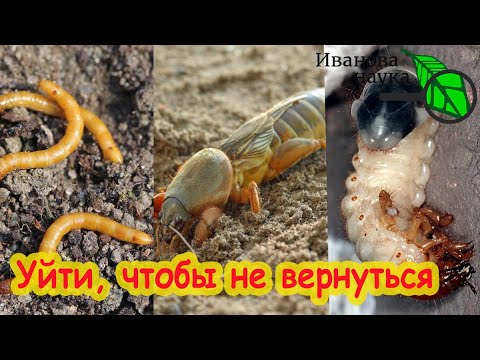 Видео: КАК ПРОГНАТЬ ПРОВОЛОЧНИКА, МЕДВЕДКУ и ХРУЩА С УЧАСТКА БЕЗ ХИМИИ: удобрения, сидераты, биометоды.