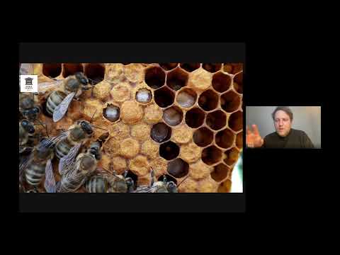 Видео: Контролированные станции облёта маток и Варроа толерантность пчёл и трутней @imkereihonigviertel