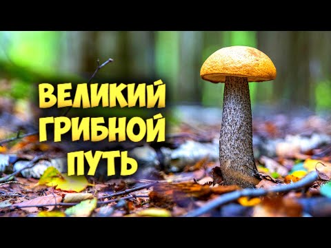 Видео: Лучшие грибные места русского Севера