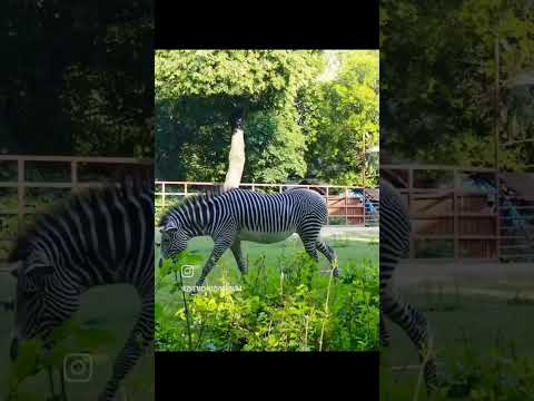 Видео: Московский зоопарк. Про зебру 😁